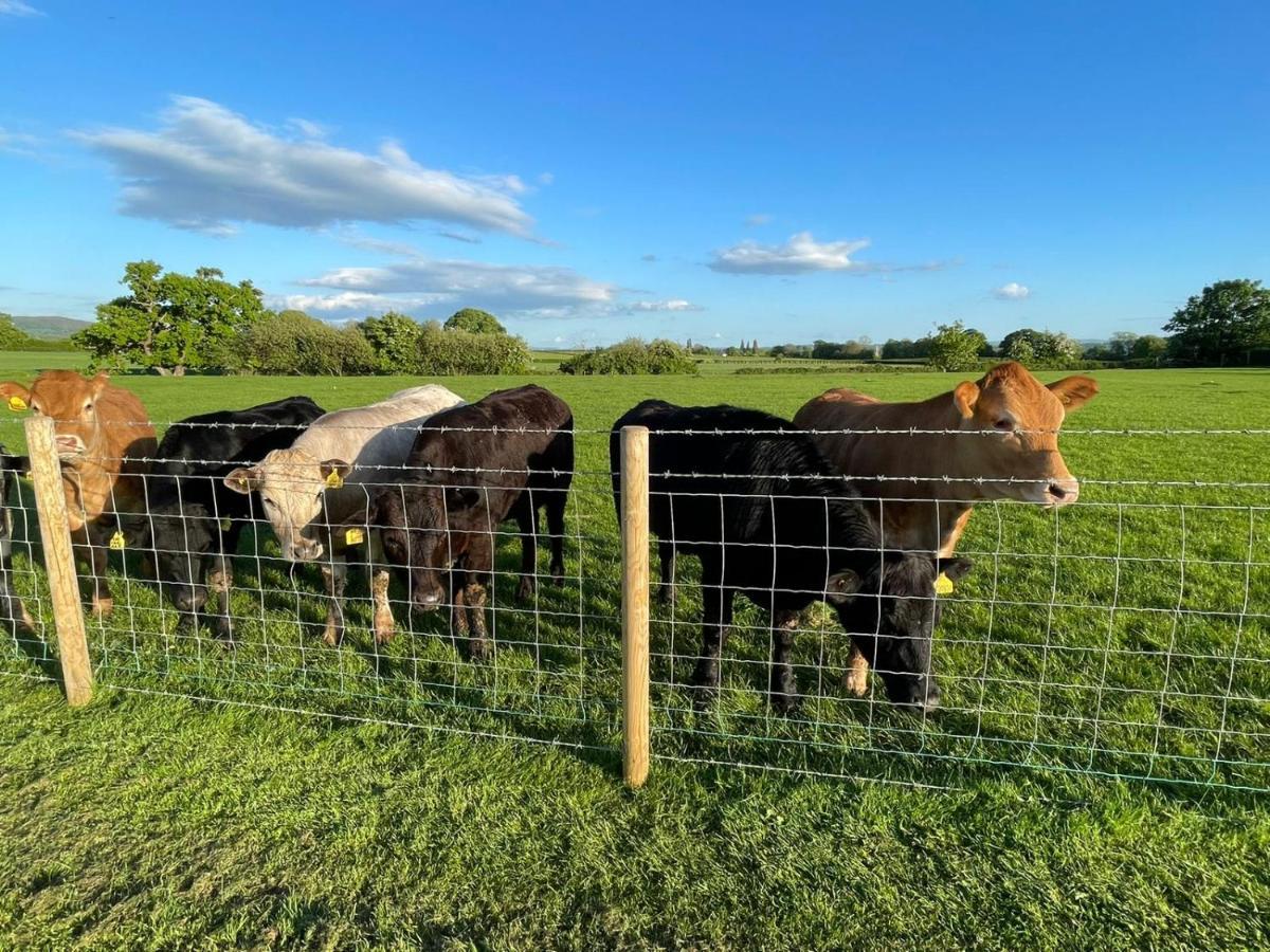 Abbey Farm Luxury Glamping * Rhuddlan