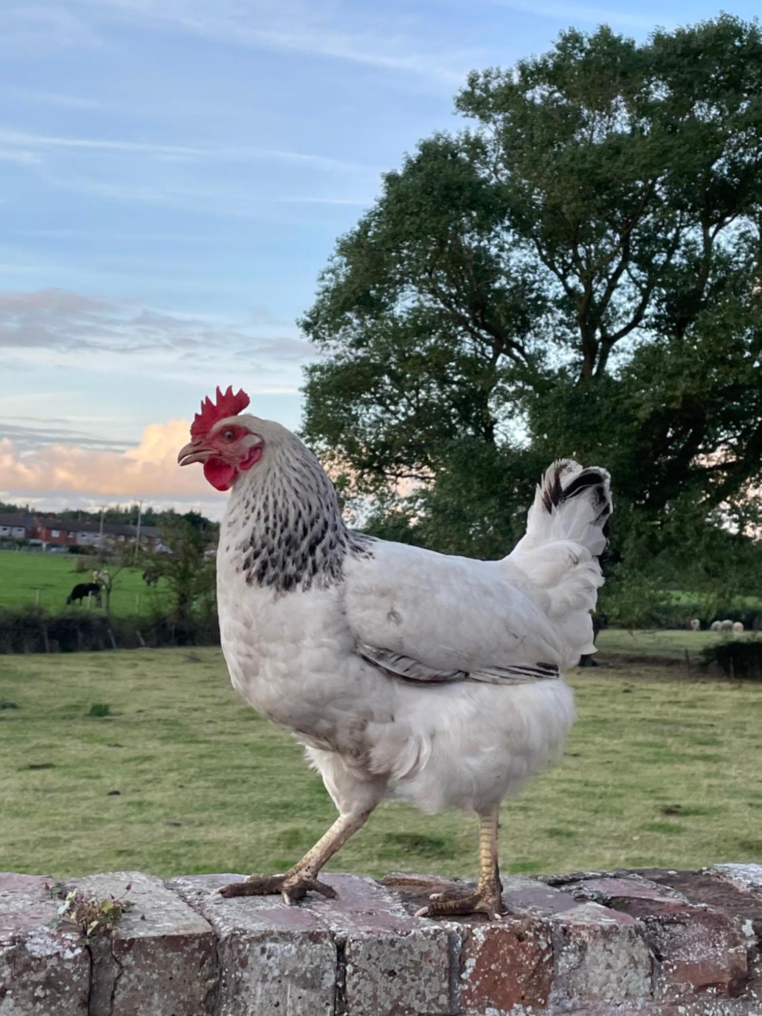 Abbey Farm Luxury Glamping Rhuddlan