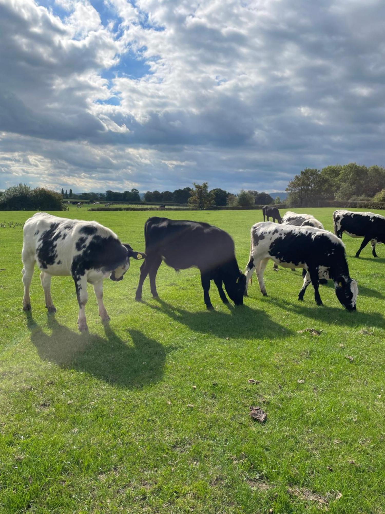 Abbey Farm Luxury Glamping